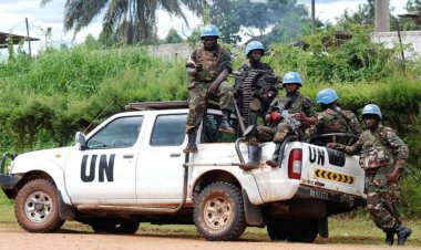 Ituri: Suite à la pression de la coalition FARDC-MONUSCO,des miliciens CODECO libèrent plus de 100 vaches pillées à Djugu