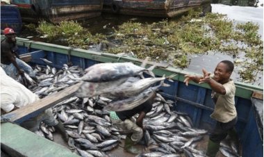 FAO : 27 millions des Congolais font face à une insécurité alimentaire aiguë en RDC
