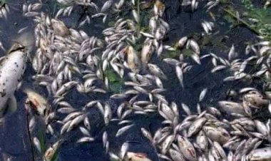 Décès des plusieurs poissons sur le lac Kivu : la société civile du Nord-Kivu et Sud -Kivu s'expriment