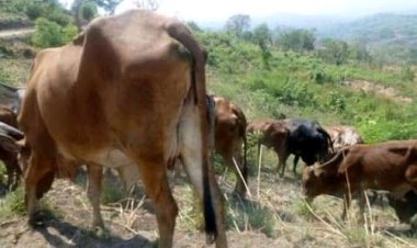 Sud-Kivu: Le gouvernement interdit la commercialisation de la viande provenant du Burundi et Rwanda