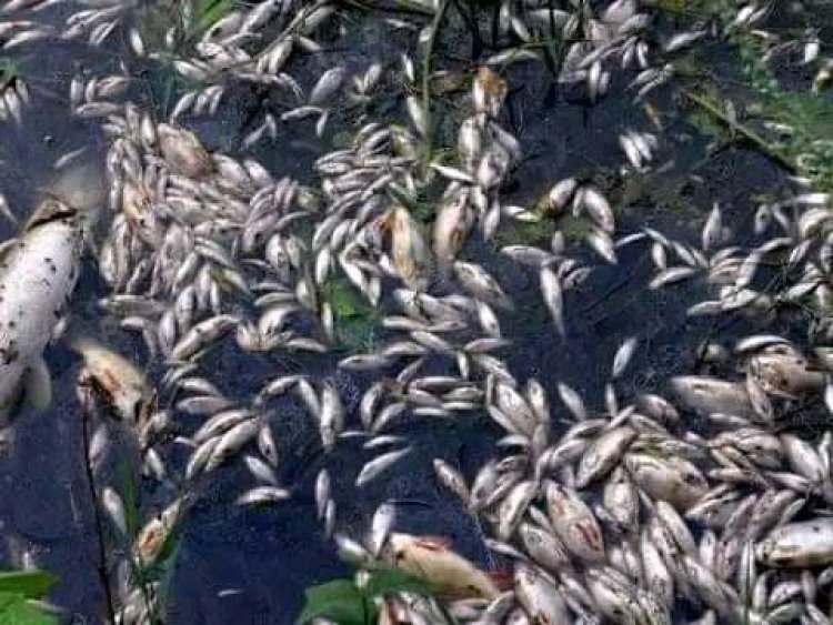 Décès des plusieurs poissons sur le lac Kivu : la société civile du Nord-Kivu et Sud -Kivu s'expriment