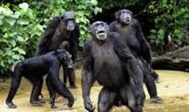 Inde : Deux singes arrêtés pour avoir tué par vengeance plus de 250 chiots