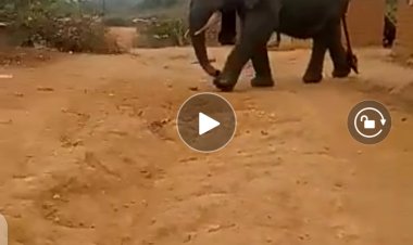 RDC : Cet éléphant qui vit avec les humains au Congo Central, regardez la scène (Vidéo)