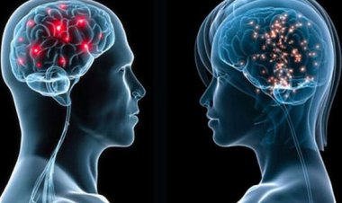 Homme Femme ,quelles différences au niveau cérébral ?