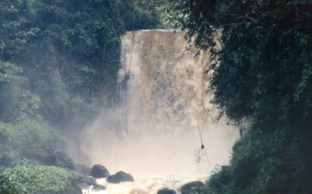 Nord-Kivu : les rebelles du M23 accusés de pillages des ressources du parc des Virunga