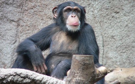 Sud-Kivu : 3 suspects arrêtés pour trafic d'un bébé chimpanzé à Uvira