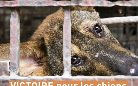 La Corée du Sud interdit officiellement le commerce de viande de chien