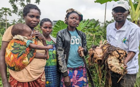 Walikale : les bananeraies du Secteur des Wanianga frappées par une grave pathologie, une équipe d’agronomes mobilisée