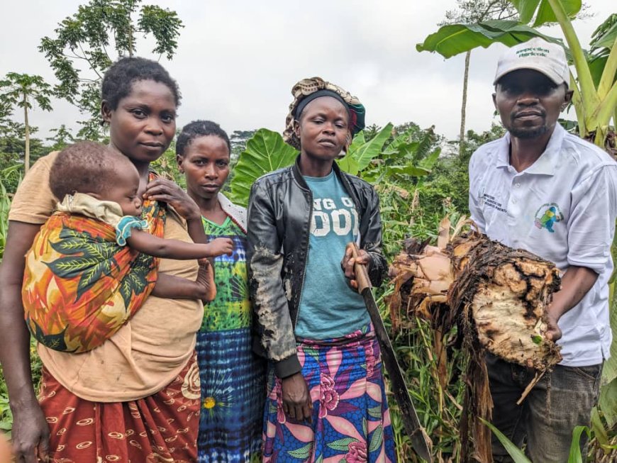 Walikale : les bananeraies du Secteur des Wanianga frappées par une grave pathologie, une équipe d’agronomes mobilisée